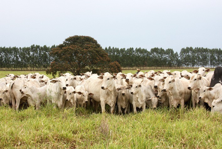 Pecuária de Mato Grosso fecha 2024 com resultados positivos e perspectiva otimista para 2025