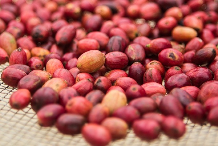 Minas Gerais Impulsiona a Produção de Café Conilon com Novo Lote de Mudas