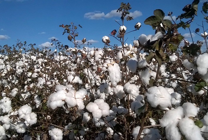 Manejo de irrigação como estratégia para combater doenças no algodão