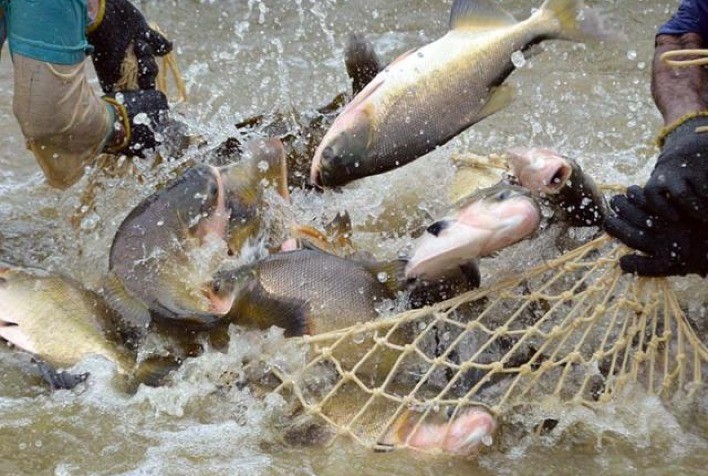 Tambaqui, Pintado e Pirarucu: O Ressurgimento Sustentável dos Peixes Nativos do Brasil