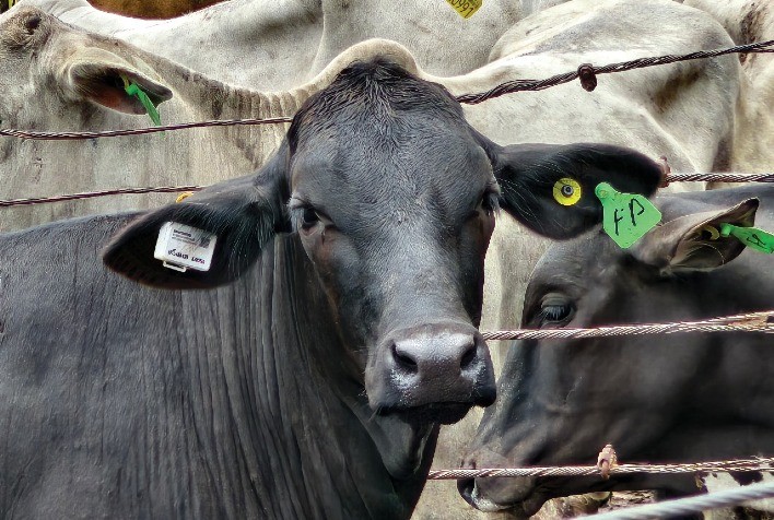 UP2Tech Recebe Certificação da Anatel para o iBoi e Impulsiona Inovação no Setor Agropecuário