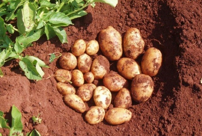 Escassez de Sementes de Batatas Afeta Cultivo em Portugal e Europa