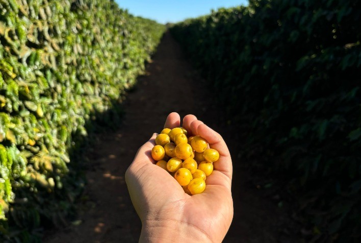 Perspectivas para o Mercado de Sementes em 2025: Inovações Tecnológicas e Sustentabilidade em Foco