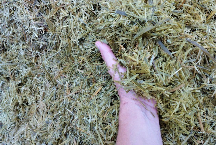 Silagem de Trigo MGS Brilhante: Alternativa Econômica e Nutritiva para Alimentação de Bovinos