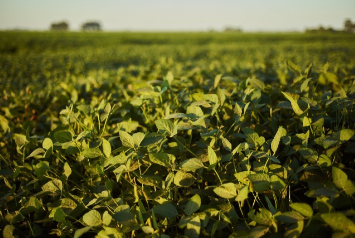 Produção de Soja no Paraná: Expectativa de Safra Recorde