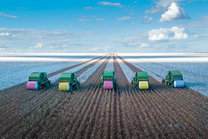 Mercado Brasileiro de Algodão Opera em Ritmo Lento com Foco em Entregas Futuras