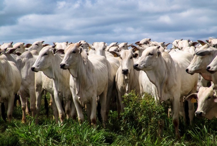 Retenção de Animais no Pasto Impulsiona Preços da Arroba do Boi no Brasil