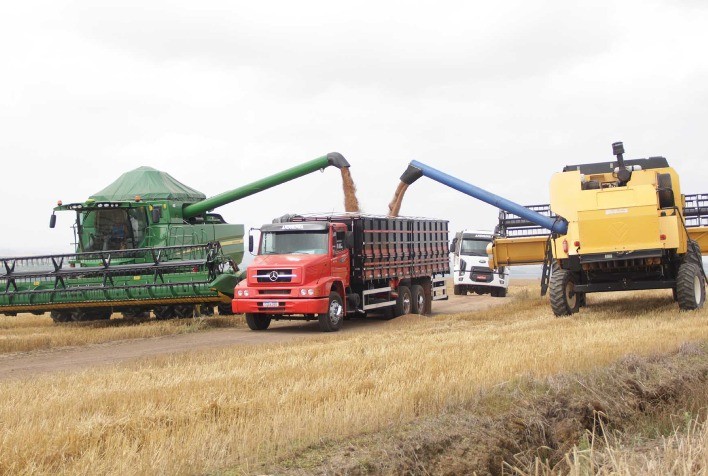 Tecnologias de Pós-Colheita no Trigo: Como Minimizar Perdas e Garantir Qualidade