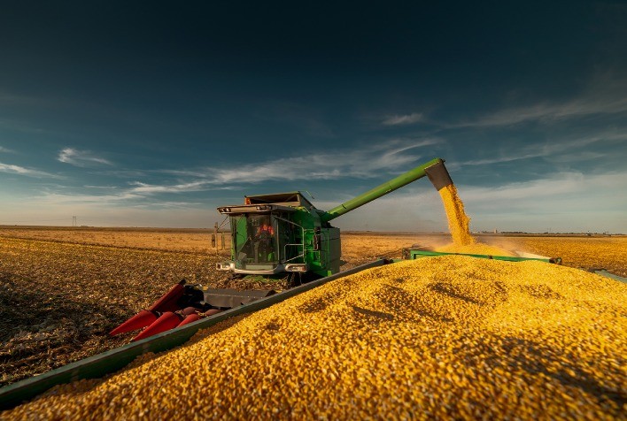 Colheita do Milho Verão no Brasil Avança para 2,3%, Aponta Conab