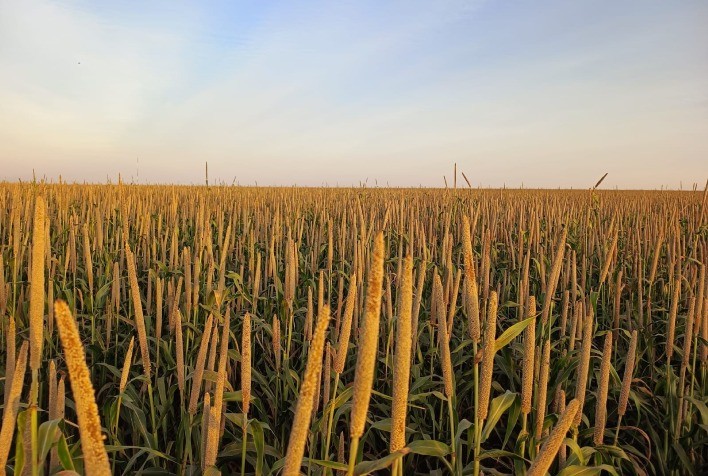 Milheto Granífero Surge Como Alternativa Estratégica para a Segunda Safra no Cerrado