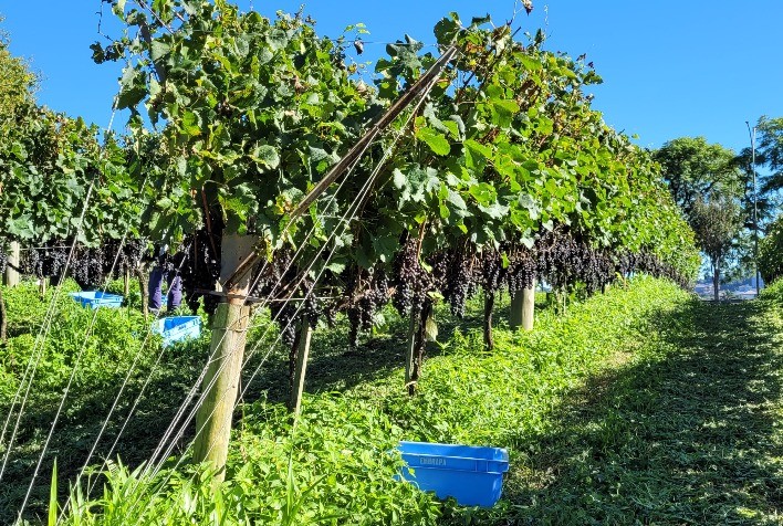 Embrapa Uva e Vinho Abre Inscrições para o 2º Dia de Campo