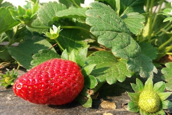 Nutrição Adequada no Cultivo de Morangos: Estratégias para uma Safra Produtiva