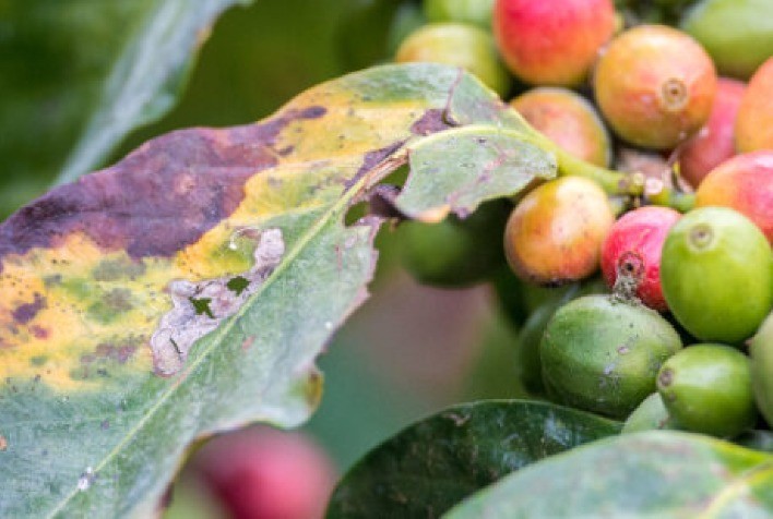 Fusariose: Ameaça Silenciosa à Lavoura de Café no Brasil