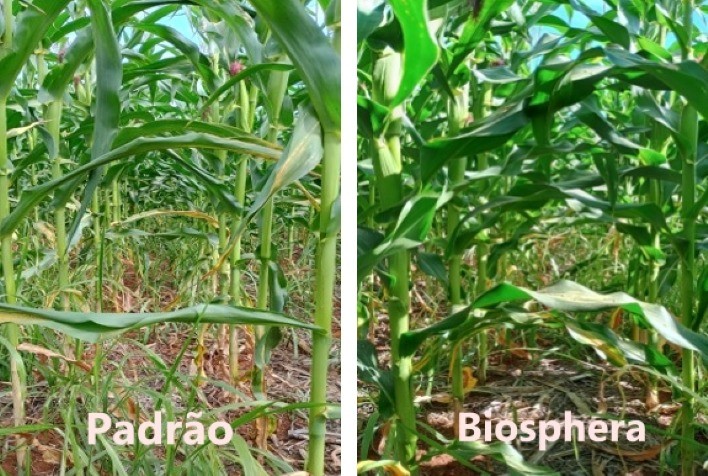 Coinoculação no Milho: Inovação e Sustentabilidade no Campo