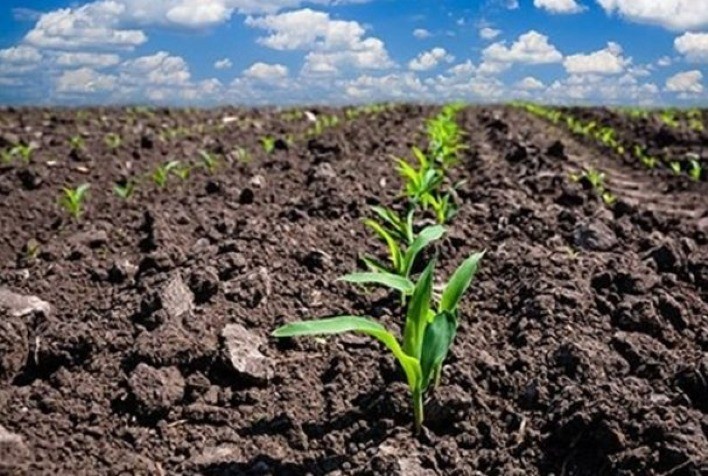 Plantio da Safrinha de Milho no Paraná Avança para 2%, enquanto Colheita de Verão Atinge Menos de 1%