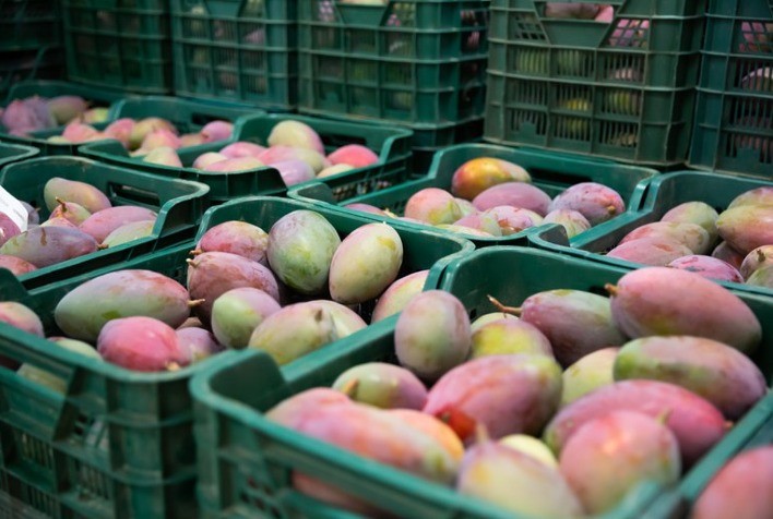 Crescimento das Exportações de Frutas: Brasil Registra Receita Superior a US$ 1,287 Bilhão em 2024