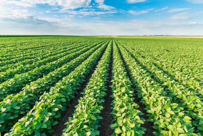 Paraná deve retomar a posição de segundo maior produtor de soja do Brasil