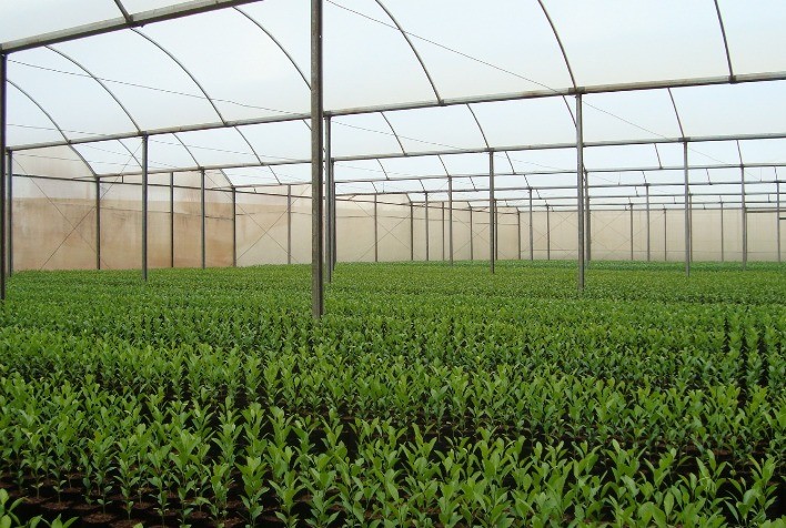 Agrodefesa Orienta Aquisição de Mudas de Citros Apenas em Viveiros Cadastrados