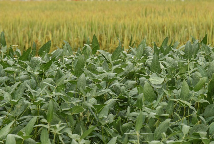 Portaria autoriza análise do Cadastro Ambiental de imóveis no Estado de forma a regularizar áreas no Bioma Pampa