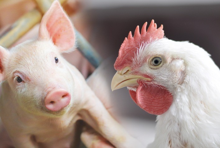 Evonik Projeta Cenário Promissor para Avicultura e Suinocultura em 2025