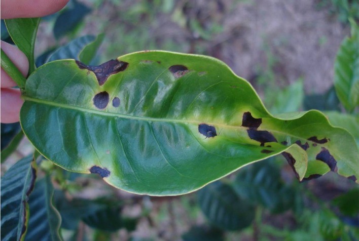 Mancha Aureolada: Ameaça à Produção de Café e Estratégias de Manejo