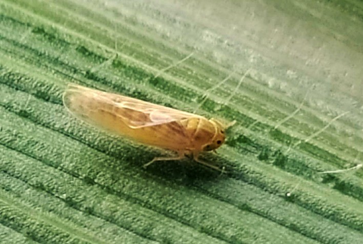 Octane: Tecnologia Avançada no Combate Sustentável à Cigarrinha-do-Milho