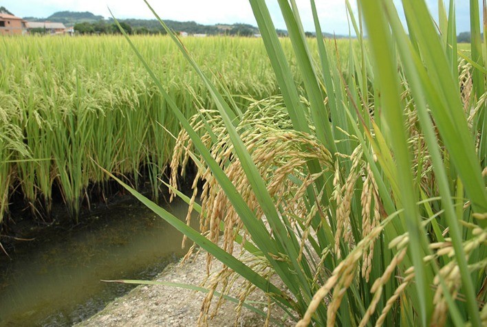 Produção Sustentável de Arroz: Estudo Inova no Controle de Irrigação