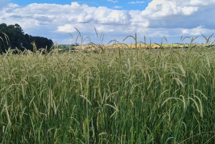 Zoneamento Agrícola do Centeio no Brasil: Impulso para a Produção do Cereal