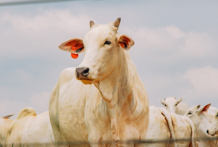 Carne bovina em alta: valorização do setor pecuário deve persistir até 2026