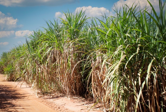 Seca no Nordeste afeta produção de cana e ameaça safra futura