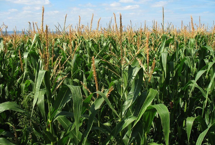 Crescimento da Segunda Safra de Milho em 2025: Dicas de Especialista para o Sucesso do Cultivo