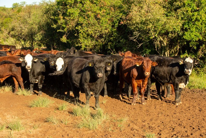 Impactos da Seca nos Preços do Gado e Escassez de Animais Bem Acabados para Abate