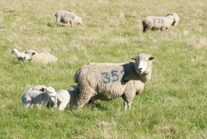 Embrapa Pecuária Sul Apresenta Pesquisas Inovadoras na 17ª Agrovino
