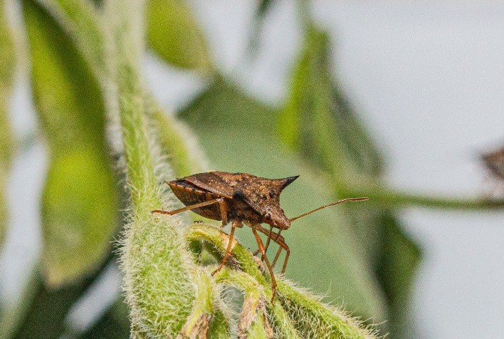 Percevejo: O Inimigo Invisível que Ameaça a Produtividade da Soja