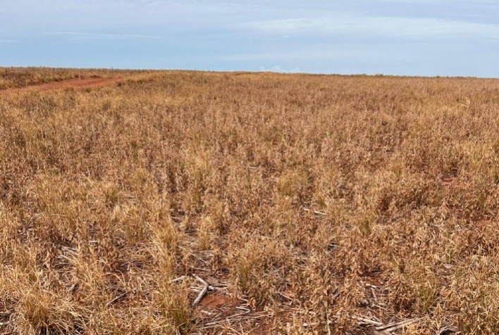 A Importância da Dessecação Pré-Plantio do Milho no Controle de Plantas Daninhas