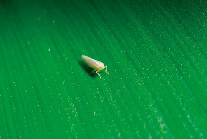Monitoramento da Cigarrinha-do-Milho: Estratégia Essencial para Proteger a Produção