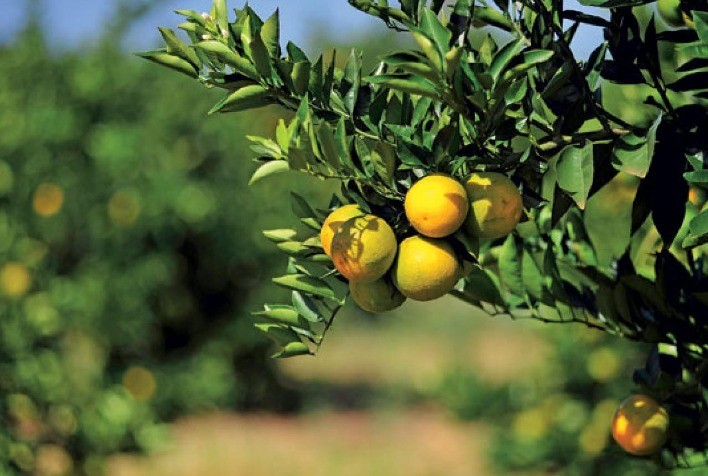 Produção de Laranja na Flórida Cai ao Menor Nível em Quase Um Século