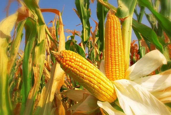 Baixa Disponibilidade de Oferta Impulsiona Cotações do Milho no Brasil