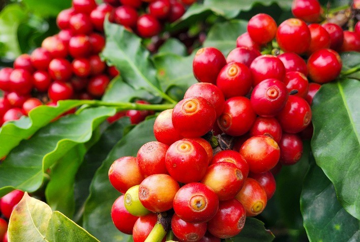 Preços do Café Divergem nas Bolsas Internacionais na Abertura da Semana