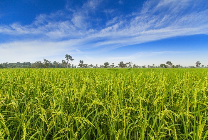 Perspectivas de Crescimento na Produção de Arroz no Brasil em 2025, mas La Niña Ainda é um Alerta Climático
