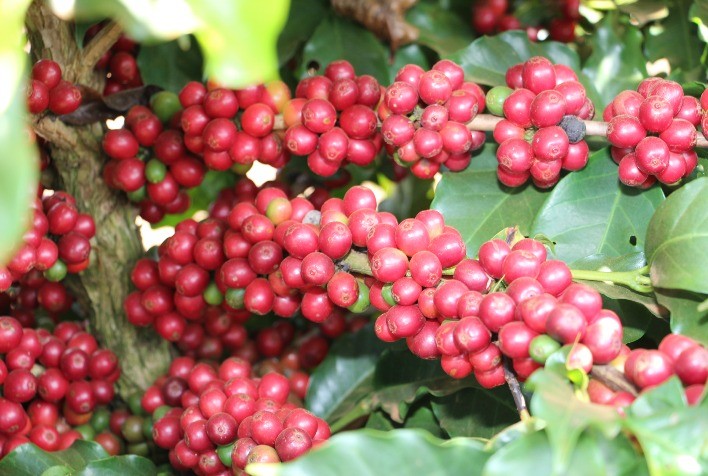 O Processo de Criação das Principais Cultivares de Café da Epamig: Uma Jornada de Inovação e Qualidade