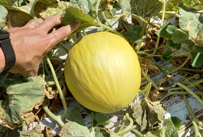 Inovação no Controle Biológico Revoluciona Produção de Melão no Rio Grande do Norte