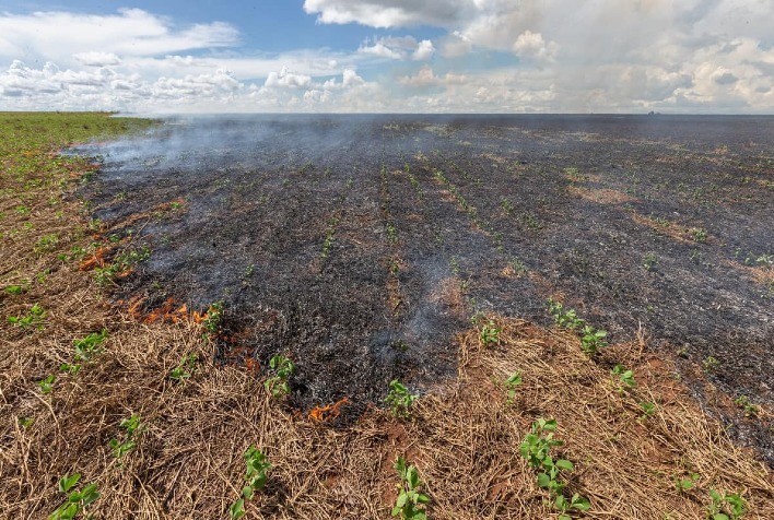 Desafios e Estratégias para a Recuperação de Áreas Queimadas: A Perspectiva de José Otávio Menten, Presidente do CCAS