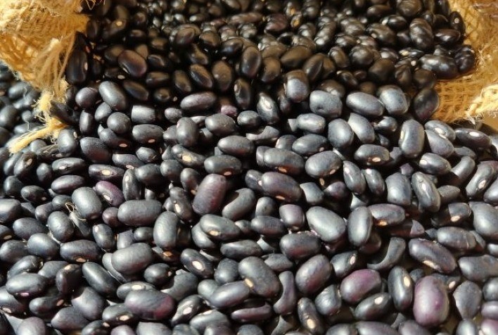 Preços do Feijão Preto Caem 48% no Paraná em 2025
