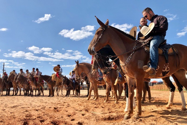 Agrodefesa Participa do 17º Encontro Nacional de Muladeiros com Foco na Sanidade Animal
