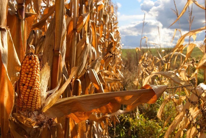 Mercado de Milho Enfrenta Desafios com Ausência de Vendedores e Impactos da Seca