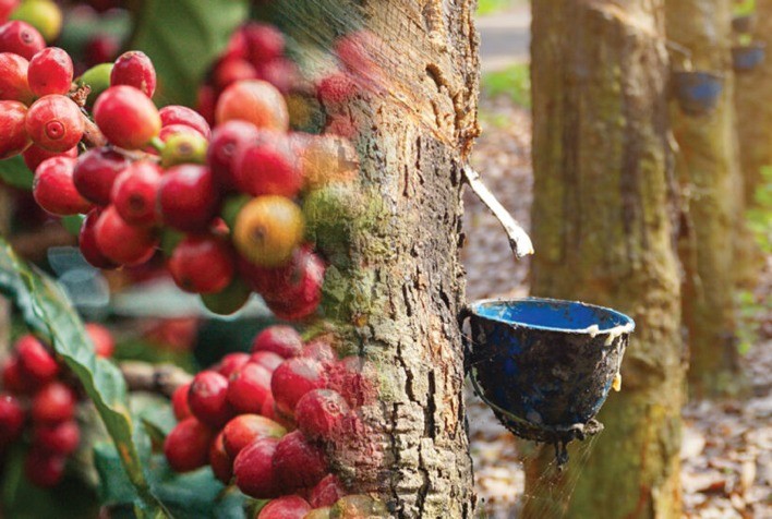 Preços ao Produtor Paulista: Café Arábica e Borracha Apresentam Alta, Enquanto Limão, Tomate e Feijão Registram Quedas
