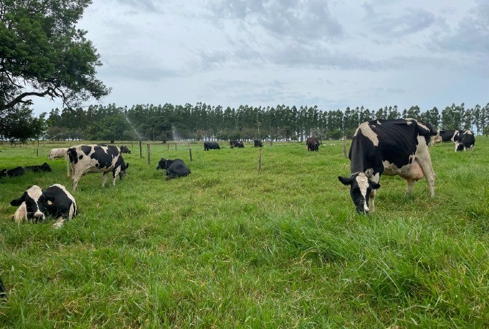 Manejo Adequado de Pastagem: Chave para Maximizar o Crescimento e Desempenho do Rebanho na Pecuária de Corte