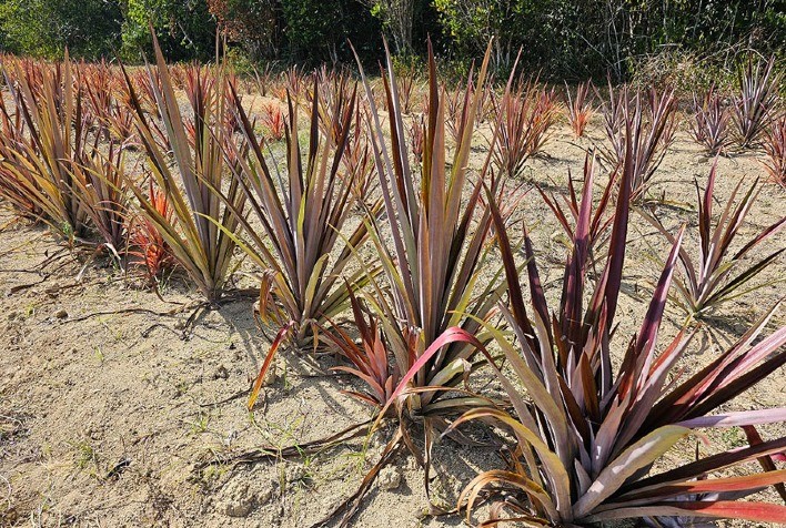 Técnica de Cultura de Tecidos Impulsiona Expansão do Cultivo de Curauá na Amazônia