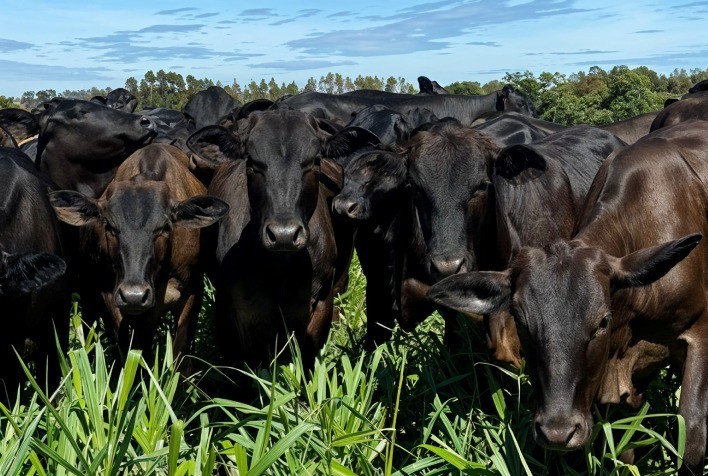 Taxa de Lotação de Animais Indevida Pode Comprometer a Qualidade da Pastagem e Reduzir a Rentabilidade